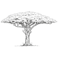 Acacia